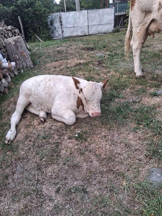 Vînd vacă cu vitel