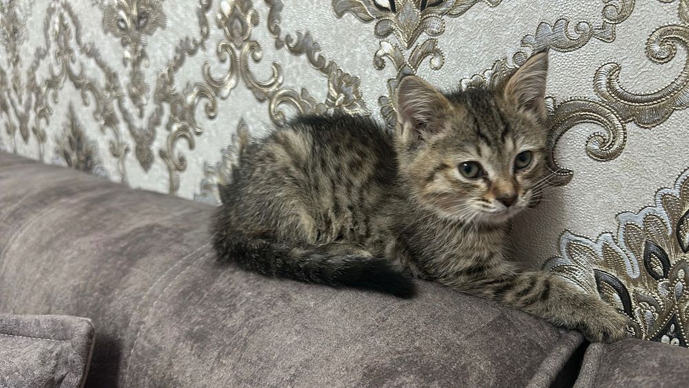 Пристраиваются в любящую семью