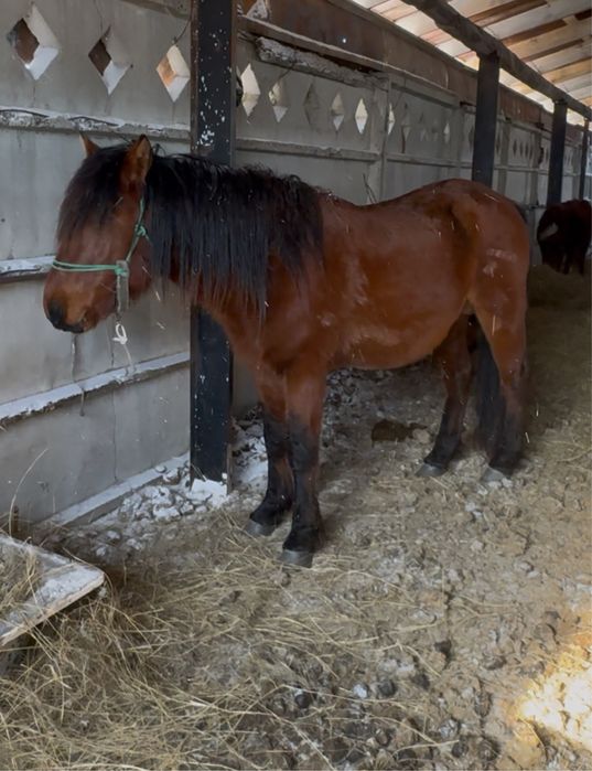 Мұғалжар Айғыр сатылады 5 жасар