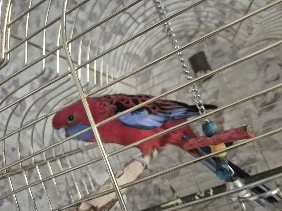 попугай красная розелла