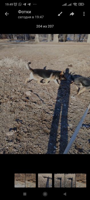 Продаются европеицткие овчарки