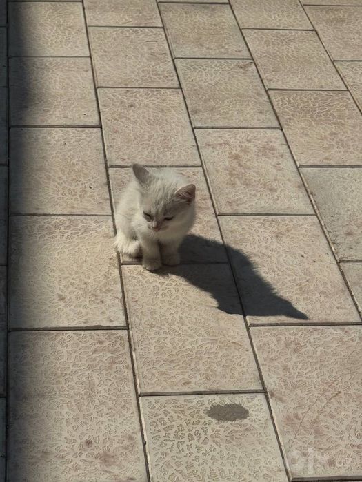 Отдам даром котят.
