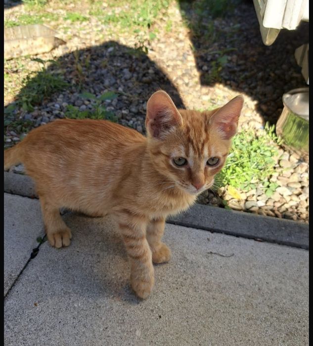 Adoptie Portocala