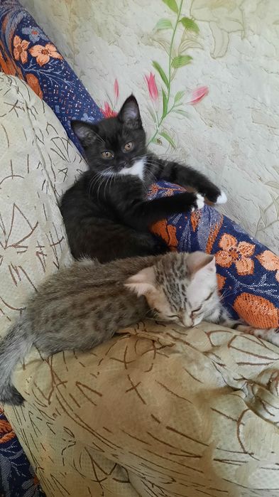 Продам котят Шатланских. СРОЧНО. Хорошая скидка в хорошие руки.