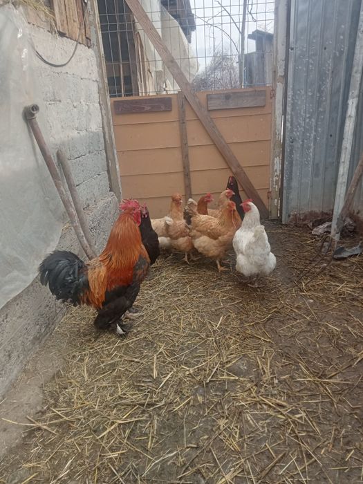 Vând găini și rațe șapte găini și un cocoș și cinci rațe și doi rățoi