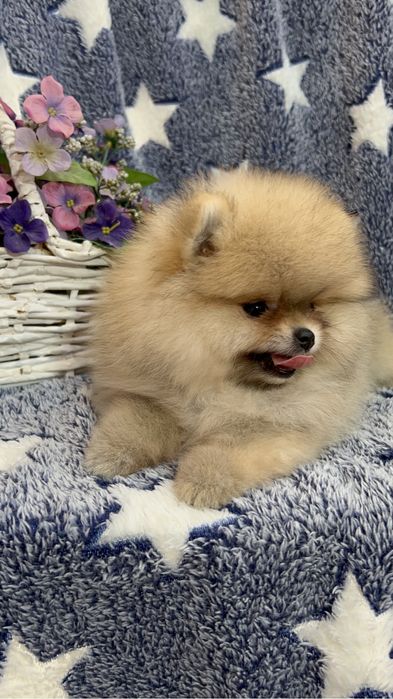 Померанский шпиц