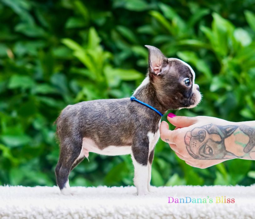Boston terrier cu pedigree - baietel
