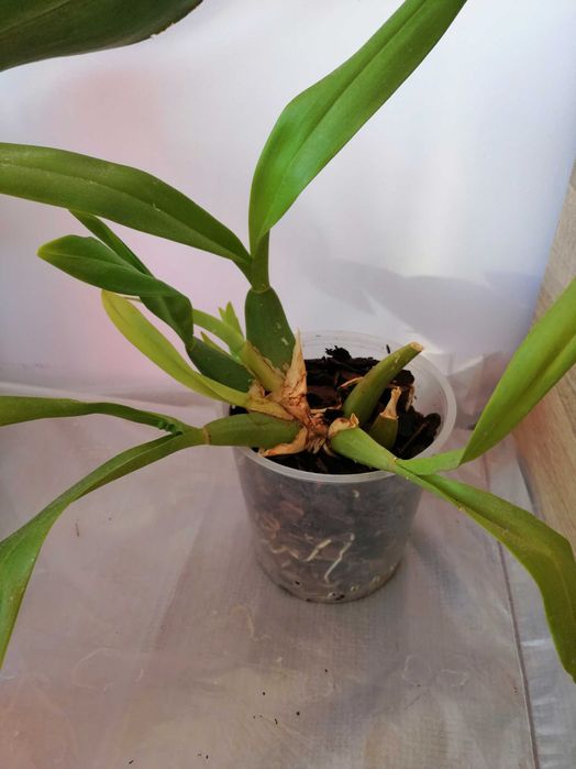 ЛИЧНО ПРЕДАВАНЕ Градински/саксийни цветя