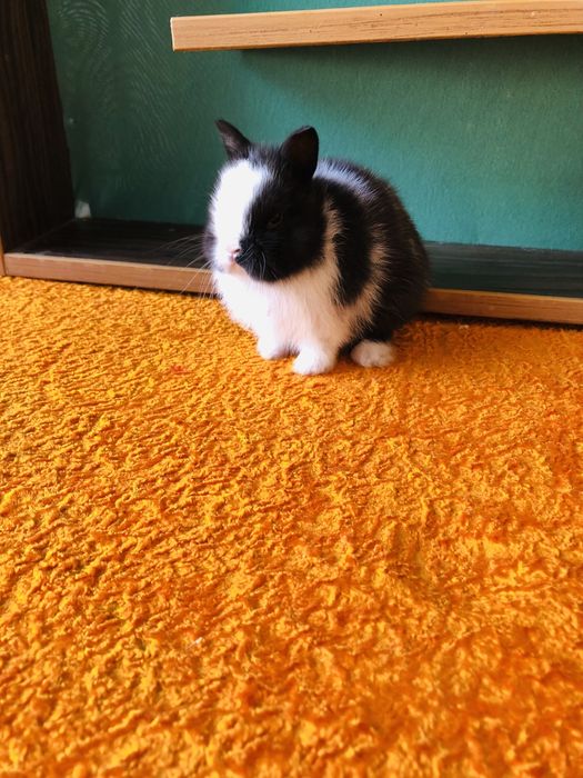 Karlik quyonchalar sotiladi