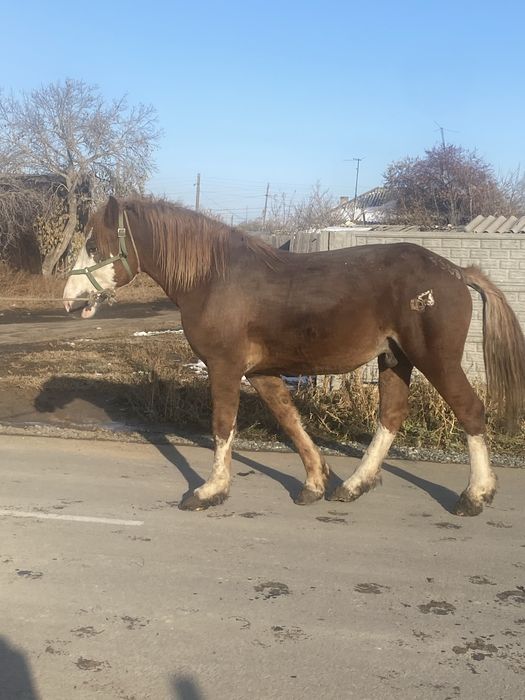 Продам жеребец 2.5