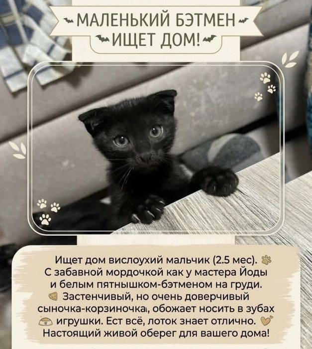 Отдам котят в добрые руки