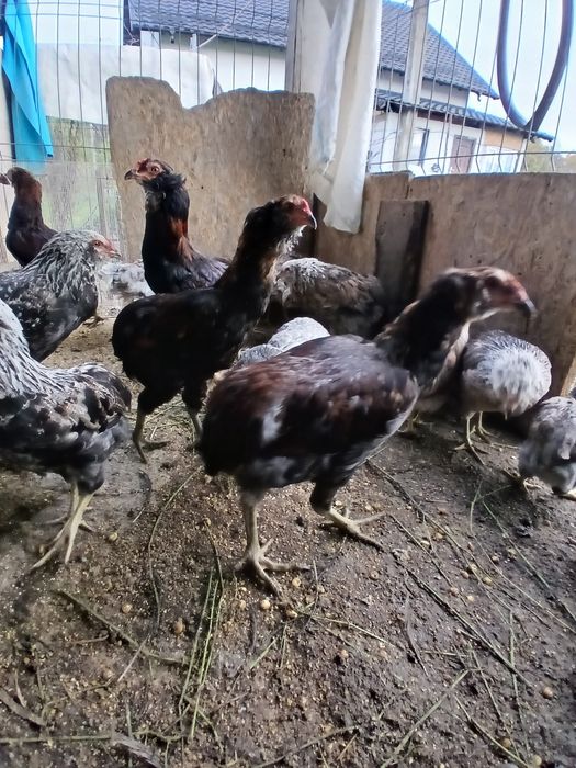 Familii  Araucana Potârnichiu/Silver