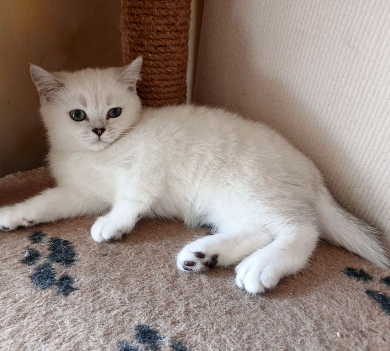 Котята шиншилла  , британцы