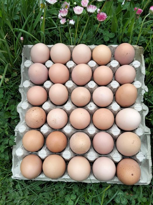 Oua de gaina crescute la tara