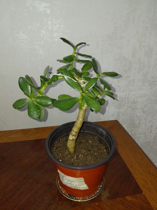 Комнатние ратсения