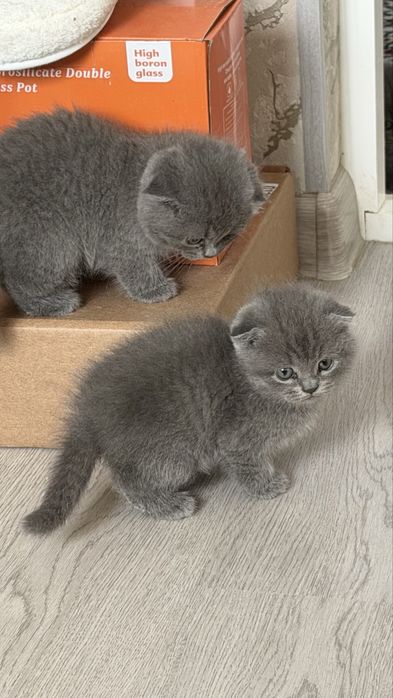 Котята / скоттиш страйт и скоттиш фолд