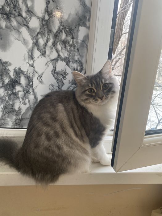 Одтам котенка девочка