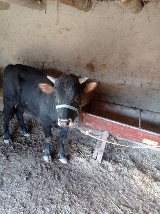 Buqa sotiladi shvet narxi 22mln