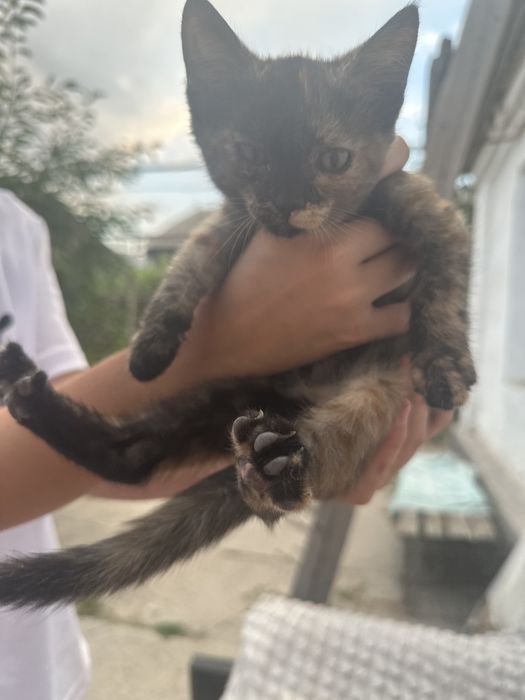 Отдадим котят в добрые руки