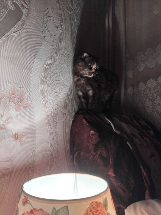 Шотландска клепоуха