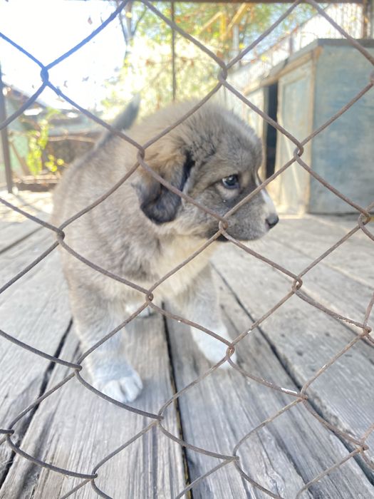 Алабай щенок девочка в добрые руки