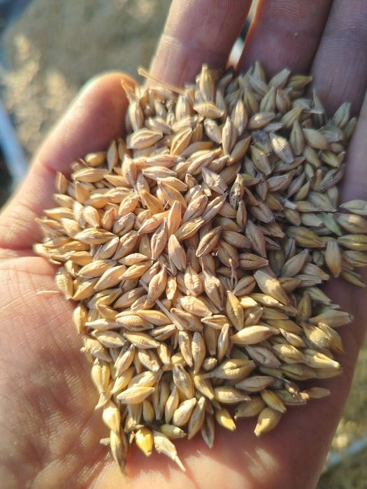 Зерноотходы и т.д!