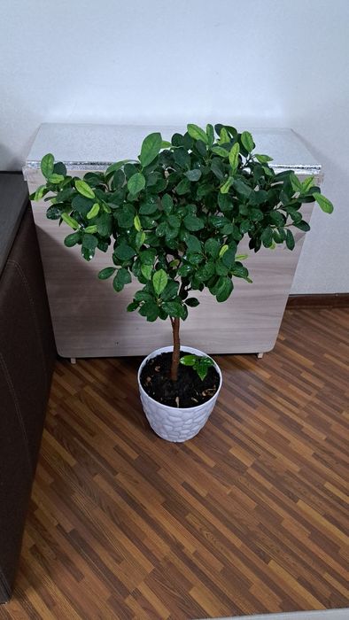 Большие комнатные цветы