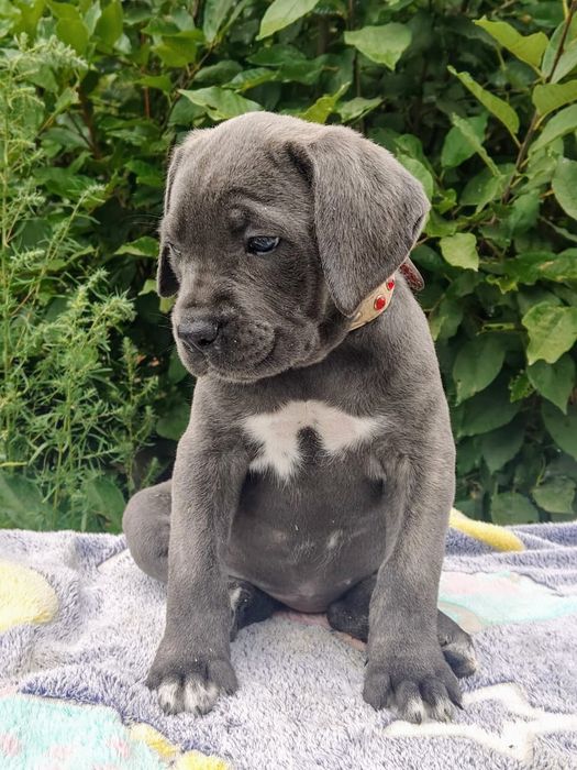 Щенки кане-корсо на продажу