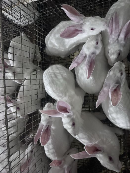 Sifatli Hikol quyonlari – nasl va boqish uchun