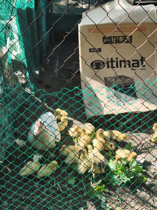 Индоутята с уткой