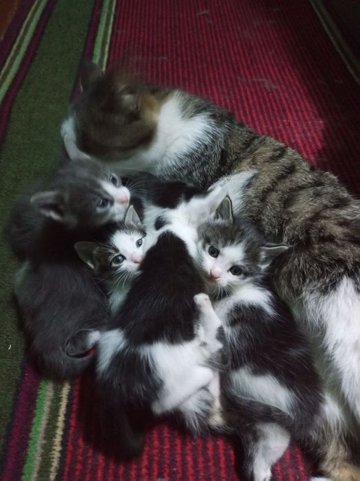 Чистые Домашние котята