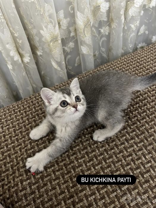 шиншилла 7ойли киз бола