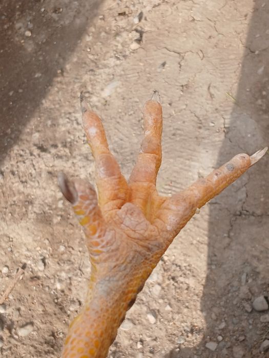 dakan sotiladi jõja