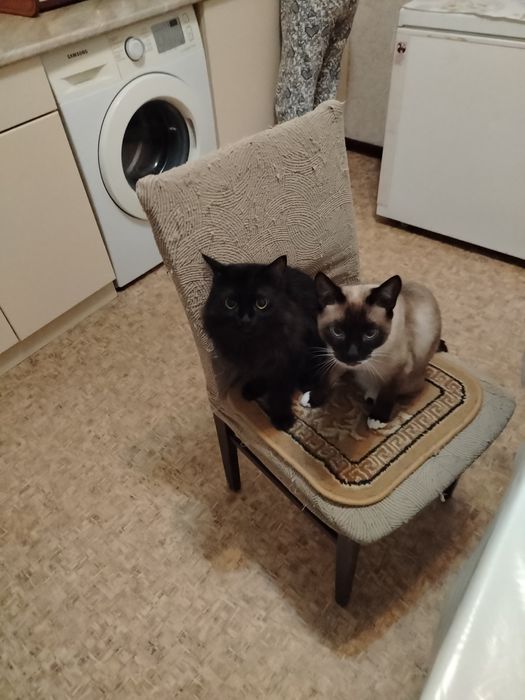 Отдам котов бесплатно