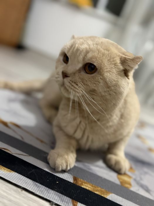 Отдам шотланского кота