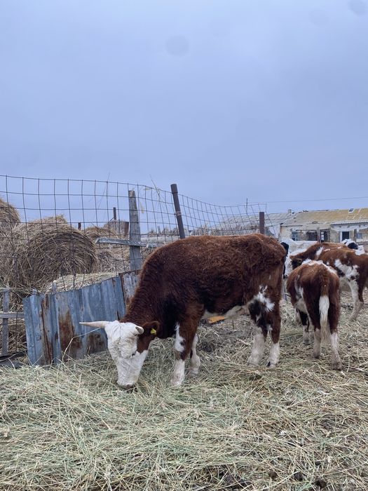 5 жасар өгіз сатылады