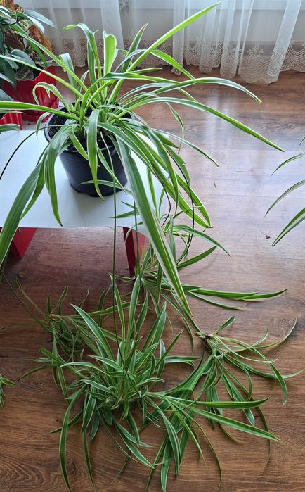 pt cadou palmiera ZZamioculcas,monstera adansonii,planta paianjen,hoya carnosa