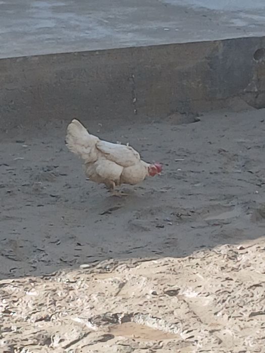 Курица и петух продаётся срочна