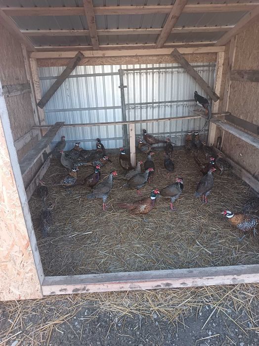 Fazani comuni de vânzare.