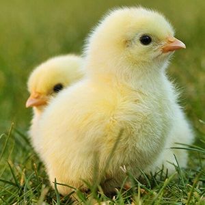 Цыплята суточные и недельные