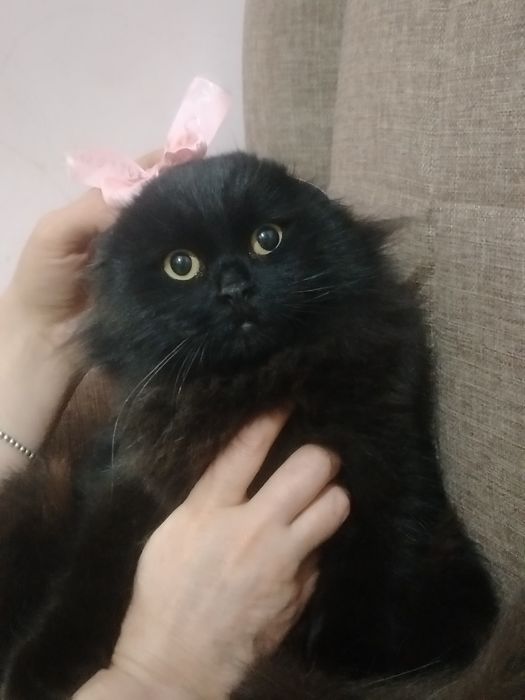 Скоттиш фолд чистый парода