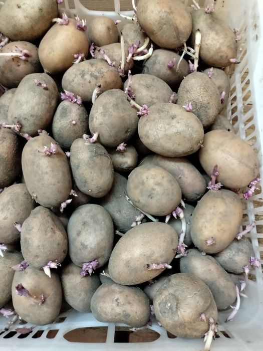 Семенной картофель