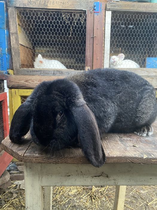 ‼️ Vand femela Berbec German ‼️