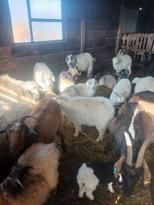 Ешкі сатам 25 бас , тез арада