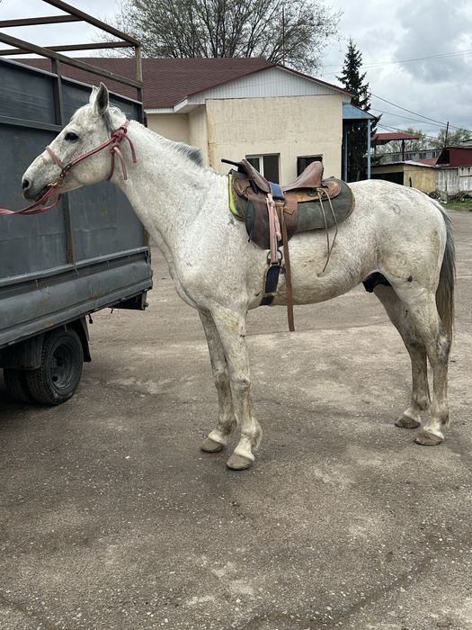 Айгыр жеребец лошадь конь