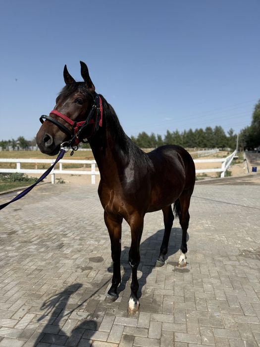 Продам Тайчика ! Возраст 1 год 3 месяца