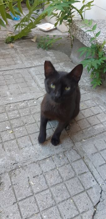 Мила и гушкаща  женска черна котка!