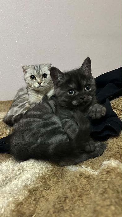 Продам котёнка срочно