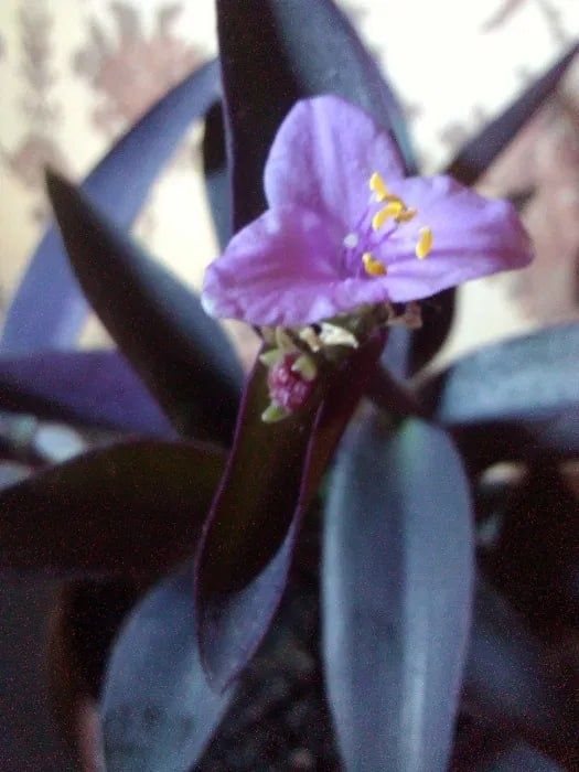 Продам.Сеткреазия.