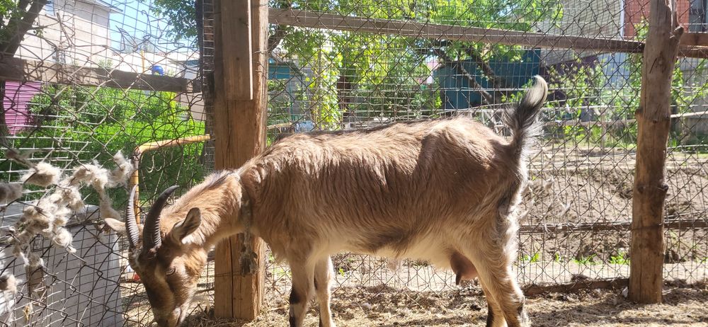 Порода алпииская